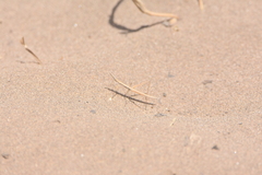 Hybusa