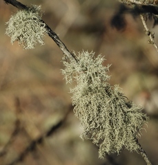 Usnea hirta