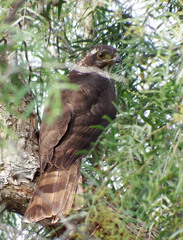Accipiter tachiro tachiro