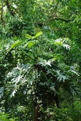 Thaumatophyllum bipinnatifidum