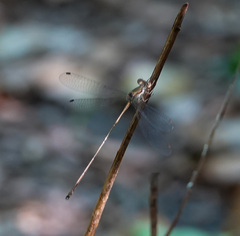 Lestes tenuatus