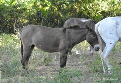 Equus asinus × caballus
