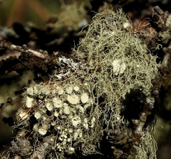 Usnea florida