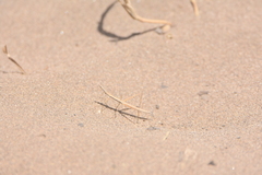 Hybusa