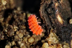 Bilobella