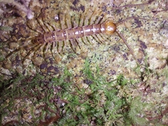 Lithobius variegatus