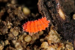 Bilobella