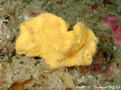 Axinella damicornis