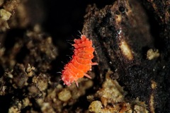 Bilobella