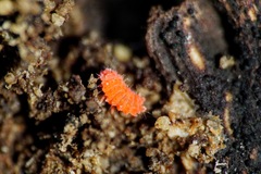 Bilobella