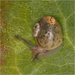 Hygromia cinctella