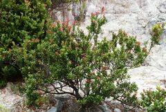 Vaccinium varingiifolium