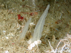 Ciocalypta penicillus