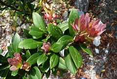 Vaccinium varingiifolium