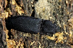 Lacon punctatus