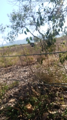 Gasteracantha sacerdotalis