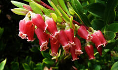 Vaccinium varingiifolium