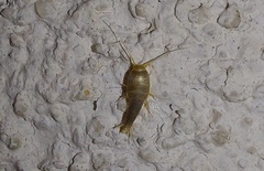 Tricholepisma aureum