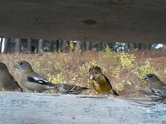 Coccothraustes vespertinus vespertinus