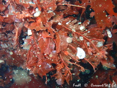 Phycodrys rubens
