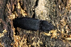 Lacon punctatus