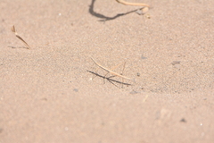Hybusa
