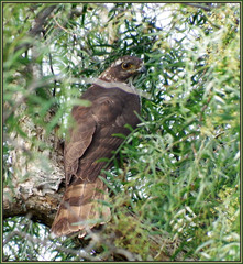 Accipiter tachiro tachiro
