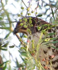 Accipiter tachiro tachiro