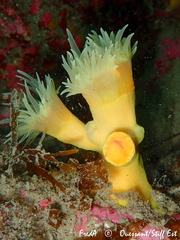 Dendrophyllia cornigera