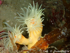 Dendrophyllia cornigera