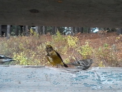 Coccothraustes vespertinus vespertinus