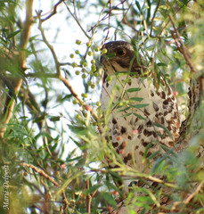 Accipiter tachiro tachiro