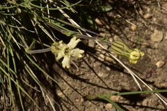 Silene chilensis