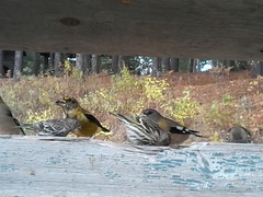 Coccothraustes vespertinus vespertinus