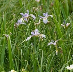 Iris virginica