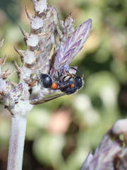 Leptochilus cruentatus