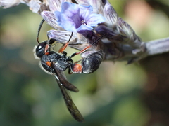 Leptochilus cruentatus