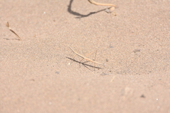 Hybusa