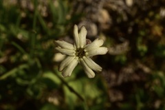 Silene chilensis