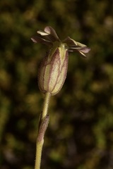 Silene chilensis