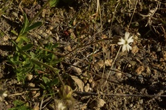 Silene chilensis