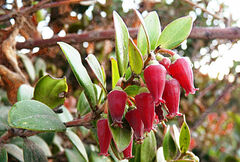 Vaccinium varingiifolium