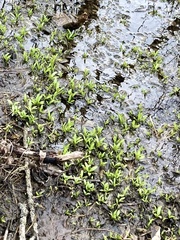 Myosotis scorpioides