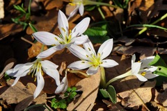 Colchicum hungaricum