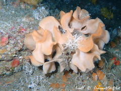 Pentapora foliacea