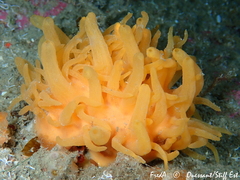 Polymastia boletiformis