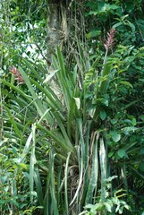 Aechmea distichantha