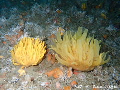 Polymastia boletiformis