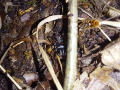 Atypus affinis