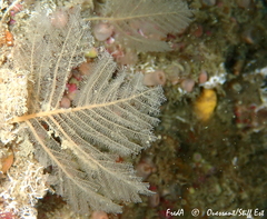 Polyplumaria flabellata